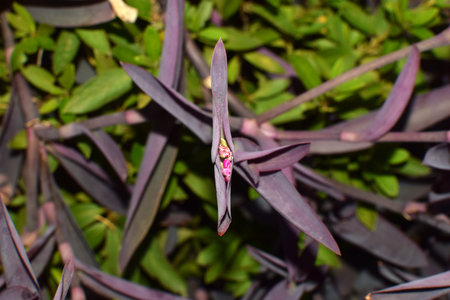 Spiderwort in Japan