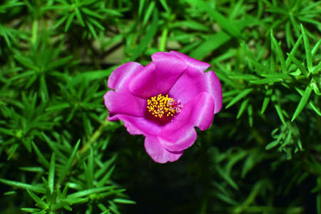 Japanese purple flowerの写真素材