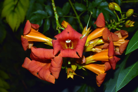 Campsis grandiflora close up