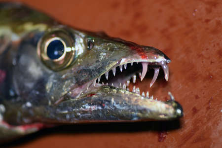 Japanese Scabbard fishの写真素材