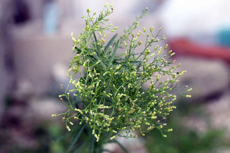 Ragweed in Osaka Japan.の写真素材