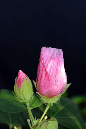 Bud of the rose of the stripeの写真素材