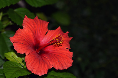 Macro in Red Hibiscusの写真素材