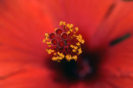 Macro in Red Hibiscusの写真素材