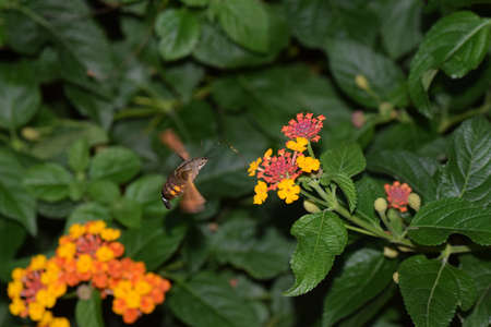 Japanese Lantana and mothの写真素材