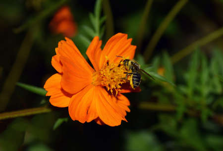 autumn cosmos and the Japanese Bee.の写真素材