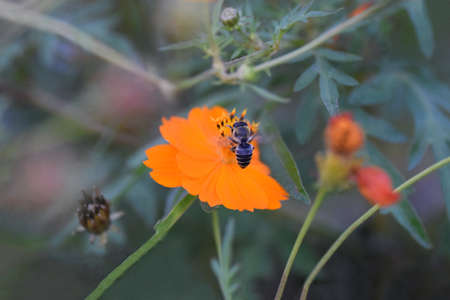 autumn cosmos and the Japanese Bee.の写真素材