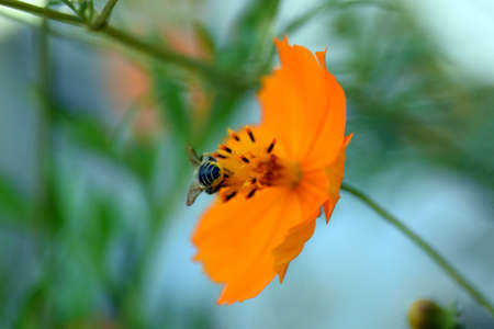 autumn cosmos and the Japanese Bee.の写真素材