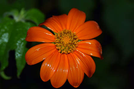 Japanese Mexican sunflowerの写真素材