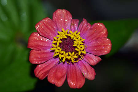 Zinnia in Japan.の写真素材
