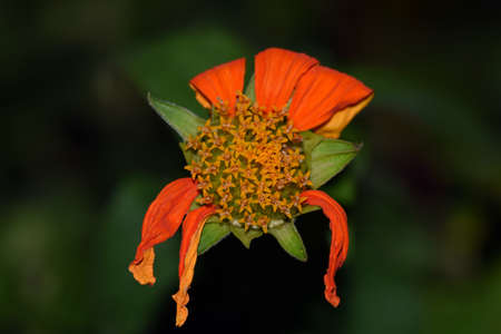Japanese Mexican sunflowerの写真素材