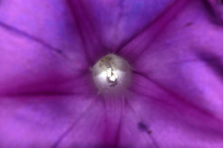 Morning glory in macroの写真素材