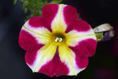 Petunia flowersの写真素材