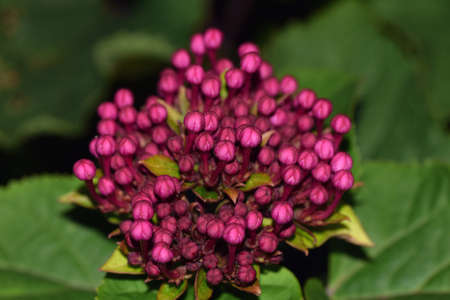 Verbena flowerの写真素材