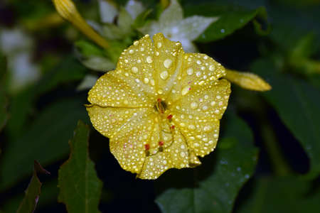 Marvel of Peru four o'clock flowerの写真素材