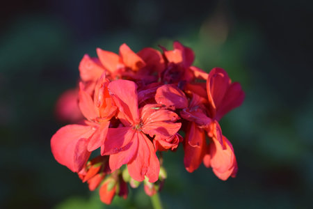 Geranium flower close upの写真素材
