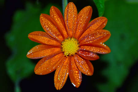 Japanese Mexican sunflowerの写真素材