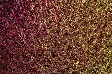 Japanese Calluna