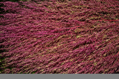 Japanese Calluna