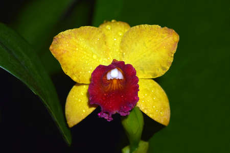 Yellow epidendrum in Japan.の写真素材