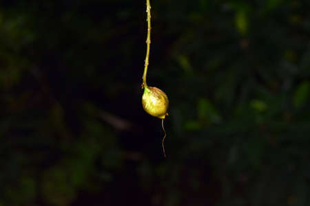 Fruit of the flower in Japanese arboretum.の写真素材