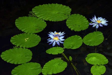 Lotus flower in Osaka Japan.の写真素材