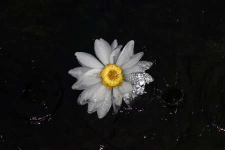 Lotus flower in Osaka Japan.の写真素材