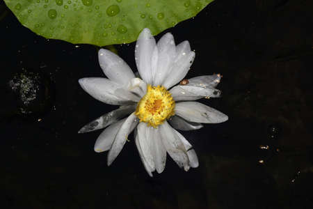Lotus flower in Osaka Japan.の写真素材