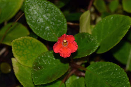 Nephrolepis cordifoliaの写真素材