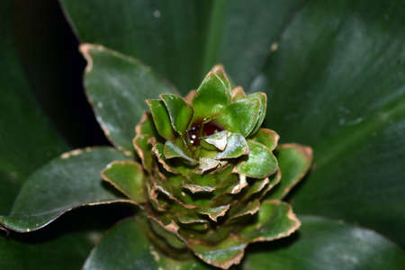 Costas flower in Japanese arboretum.の写真素材