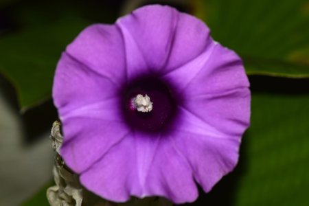 japanese purple flower