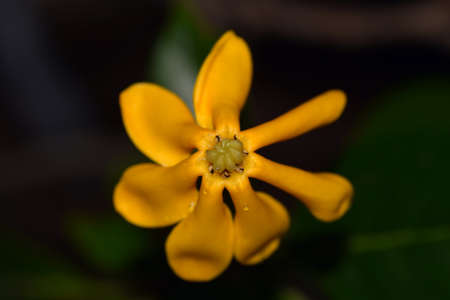 Yellow Gardenia jasminoidesの写真素材