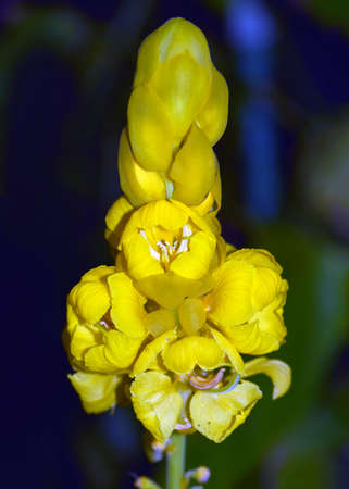 Senna alata in Japanese arboretum.の写真素材