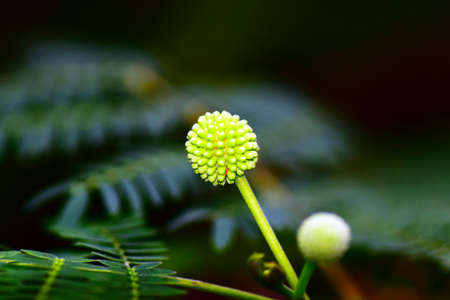 Leucaena in Japanese arboretum.の写真素材