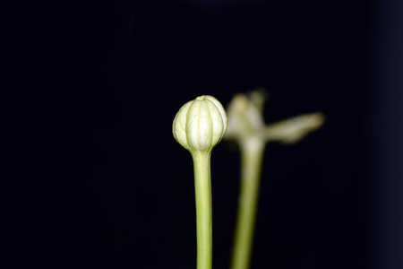 Alula flowers in Japanese Garden.