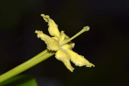 Alula flowers in Japanese Garden.の写真素材