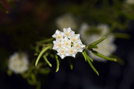 Japanese White Flowerの写真素材