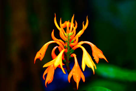 Heliconiaceae in Japan.の写真素材