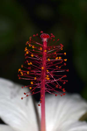 Hibiscus of the Osaka botanical gardenの写真素材