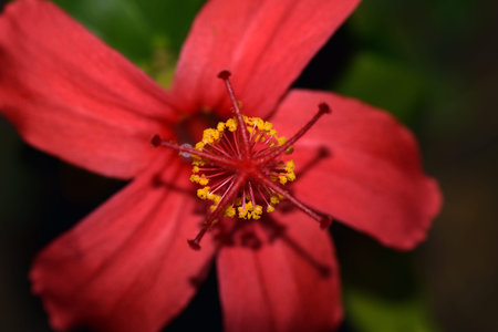 Hibiscus of the Osaka botanical gardenの写真素材