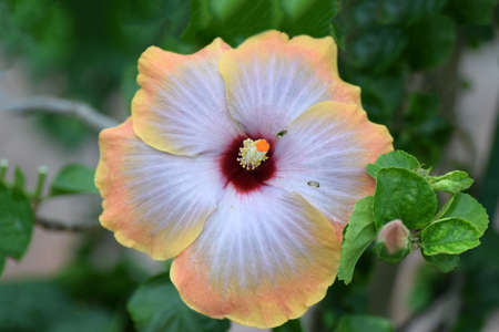 Hibiscus of the Osaka botanical gardenの写真素材