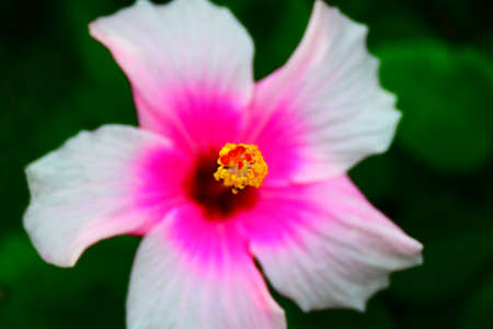 Hibiscus of the Osaka botanical gardenの写真素材
