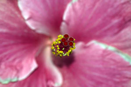 Hibiscus of the Osaka botanical gardenの写真素材