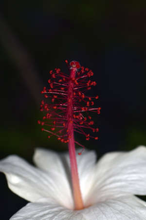 Hibiscus of the Osaka botanical gardenの写真素材