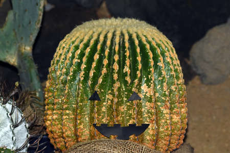 Cactus of the Halloweenの写真素材