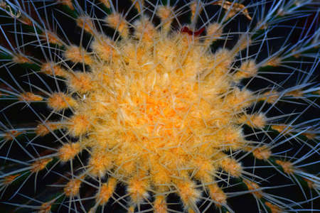 Cactus to take in macrolensの写真素材
