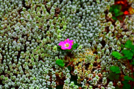 Erodium