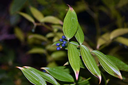 Rhododrndoron in osaka.の写真素材