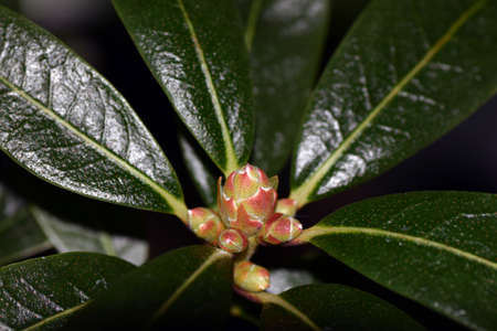 Rhododrndoron in osaka.の写真素材