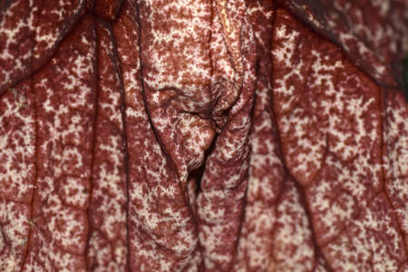 Aristolochia gigantea in Osaka Japan.の写真素材
